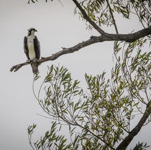 Osprey