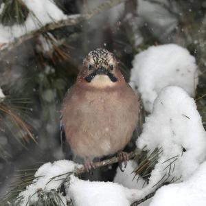 Eurasian Jay