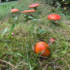 Fly Agaric