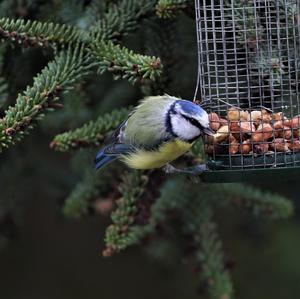 Blue Tit