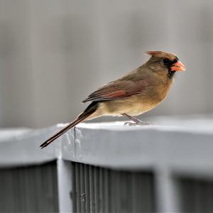 Northern Cardinal