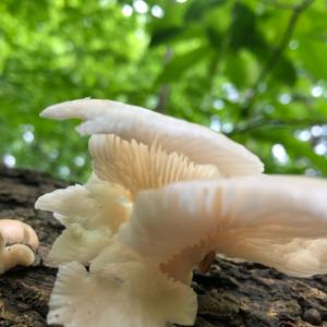 Oyster Mushroom