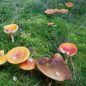 Fly Agaric