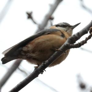 Wood Nuthatch