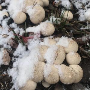 Gem-studded Puffball