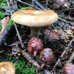 Poison Paxillus