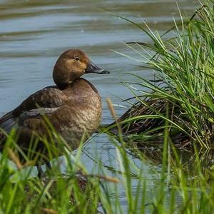 Common Pochard