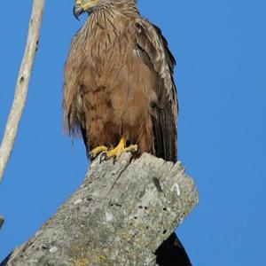 Black Kite