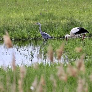 Grey Heron