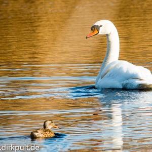 Mute Swan