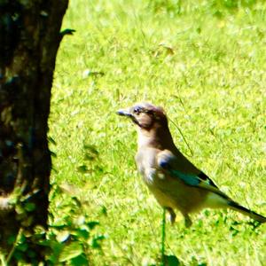 Eurasian Jay