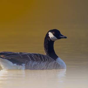 Canada Goose