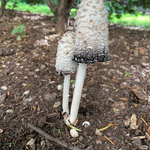 Shaggy Mane