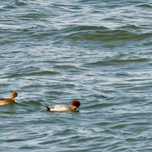 Eurasian Wigeon