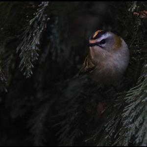 Firecrest