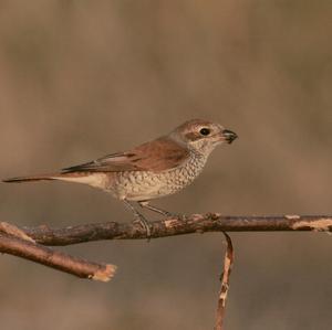 Red-backed Shrike