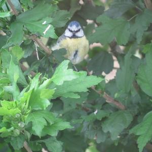 Blue Tit