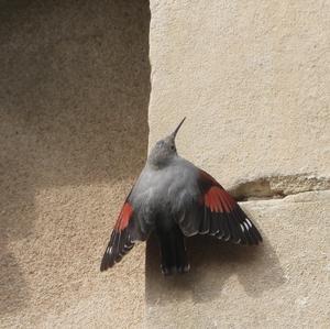 Wallcreeper