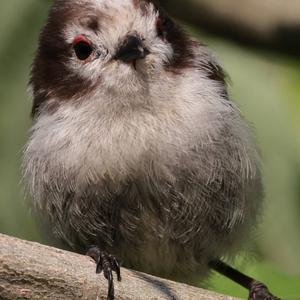 Long-tailed Tit