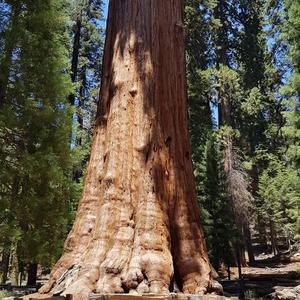 Giant Sequoia