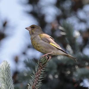 European Greenfinch