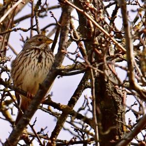 Corn Bunting