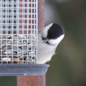 Willow Tit