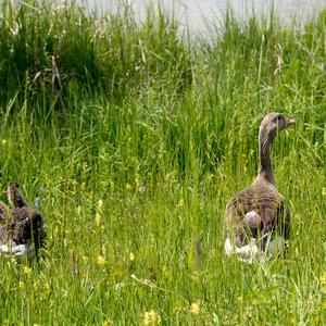 Greylag Goose