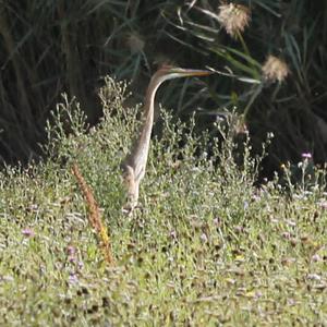 Purple Heron