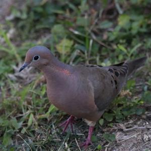 Mourning Dove