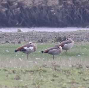 Egyptian Goose