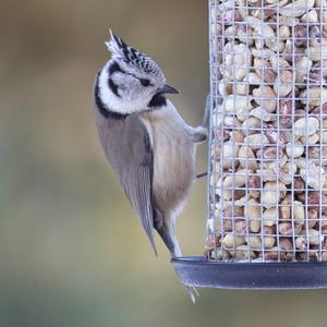 Crested Tit