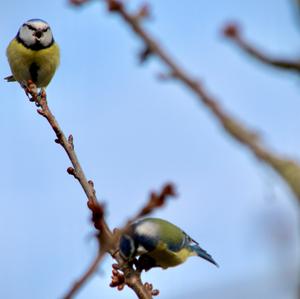 Blaumeise