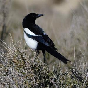 Black-billed Magpie