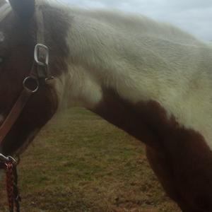 Tennessee Walking Horse