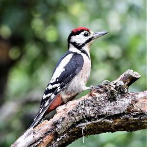 Great Spotted Woodpecker