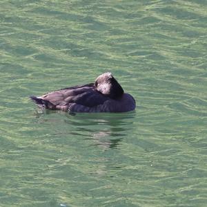 Tufted Duck