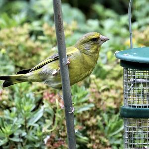 European Greenfinch