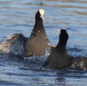 Common Coot