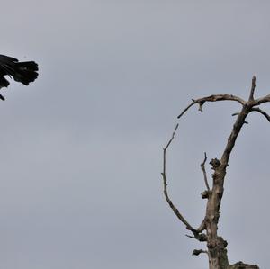 Carrion Crow