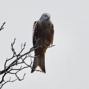 Red Kite