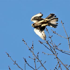 Common Kestrel