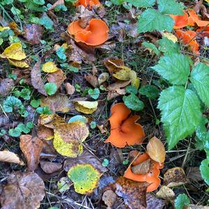 Orange Peel Fungus