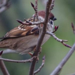 Eurasian Tree Sparrow