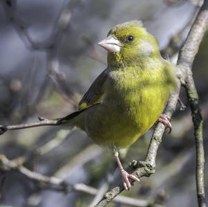 European Greenfinch