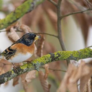 Brambling