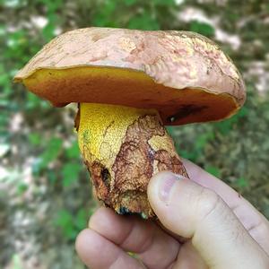 Satan`s Bolete