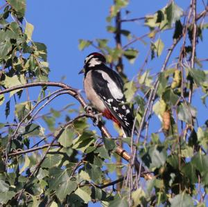 Great Spotted Woodpecker