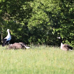 Canada Goose