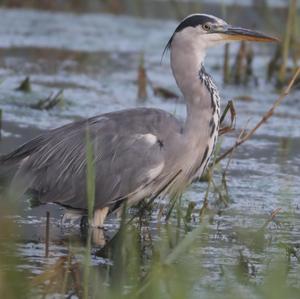 Grey Heron